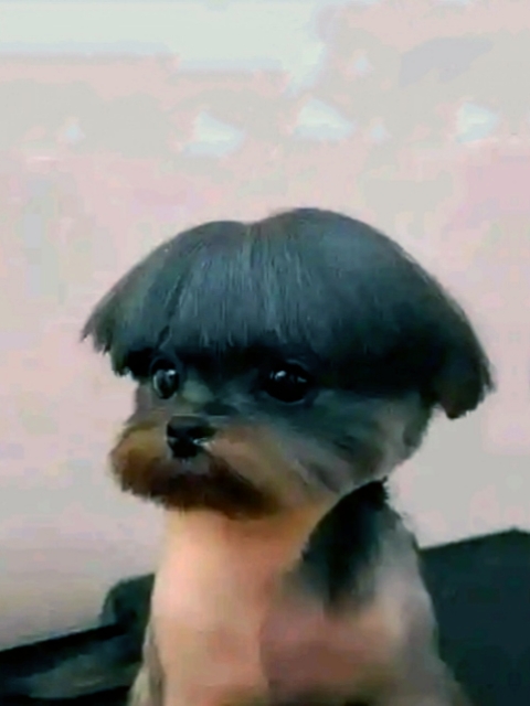 LUSTIGES TIERVIDEO 