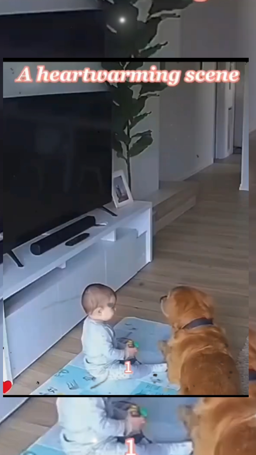 Perro Superhéroe 