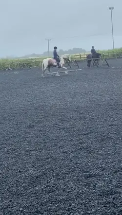 Horse template