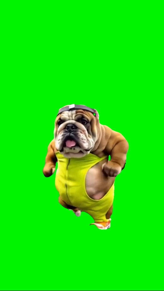 Mème de chien drôle 