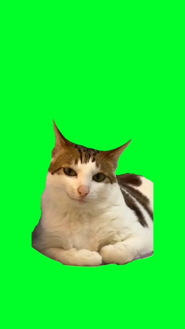 Cat is smiling
