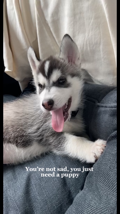 bir köpek yavrusu lazım 🐶 