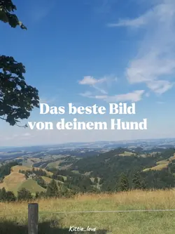 Bestes Bild vom Hund