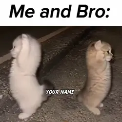 CATS
