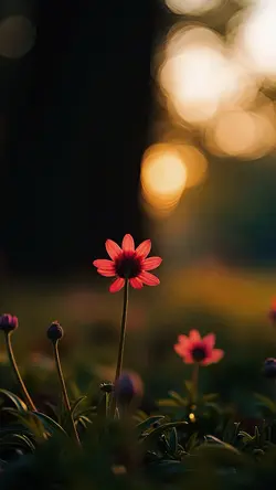 清歌漫谷