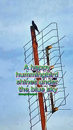 hummingbird