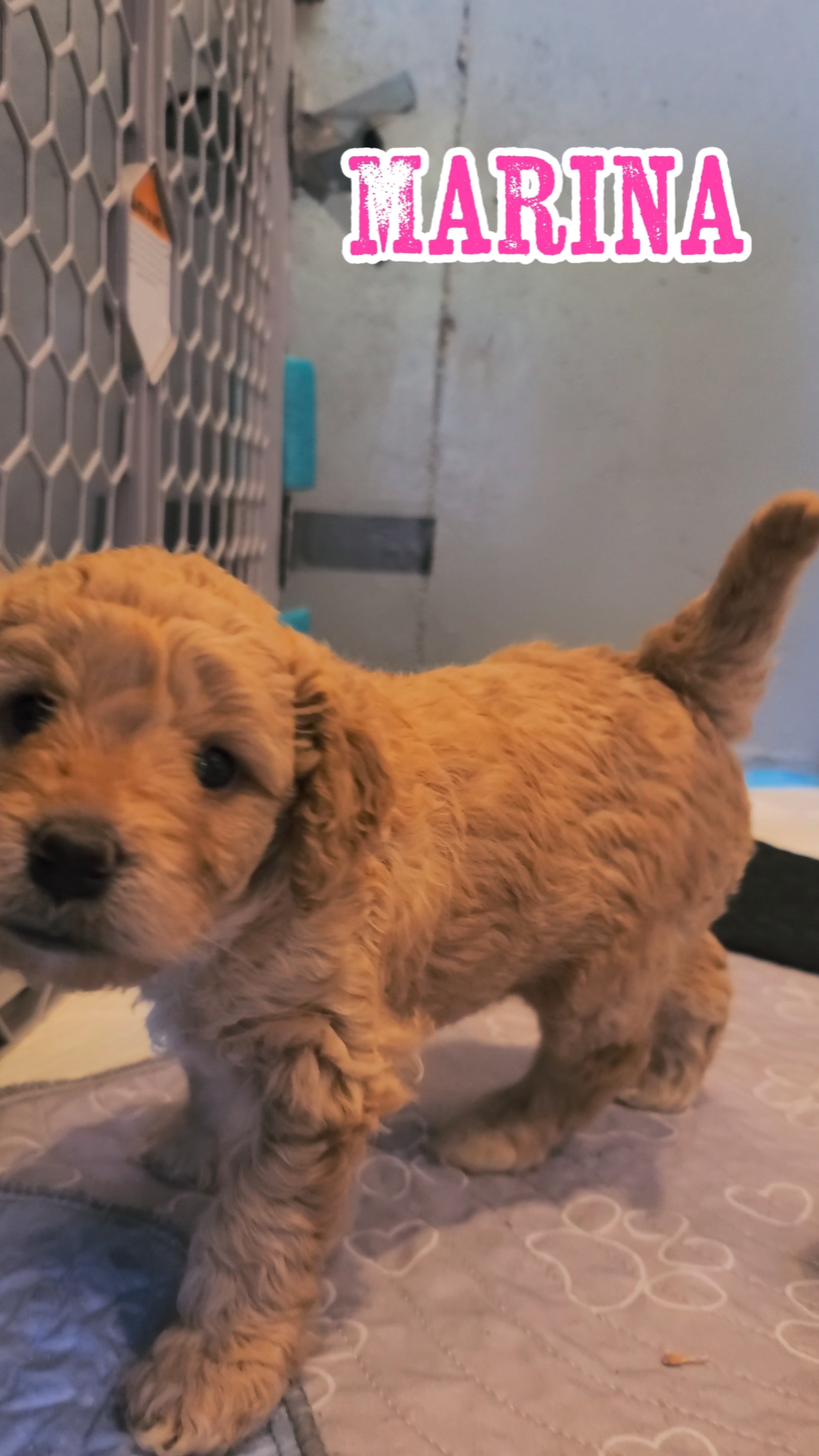 GoldendoodlePuppies