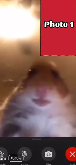 Hamster FaceTime ๐คทโโ๏ธ