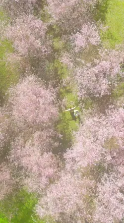 Cherryblossom world