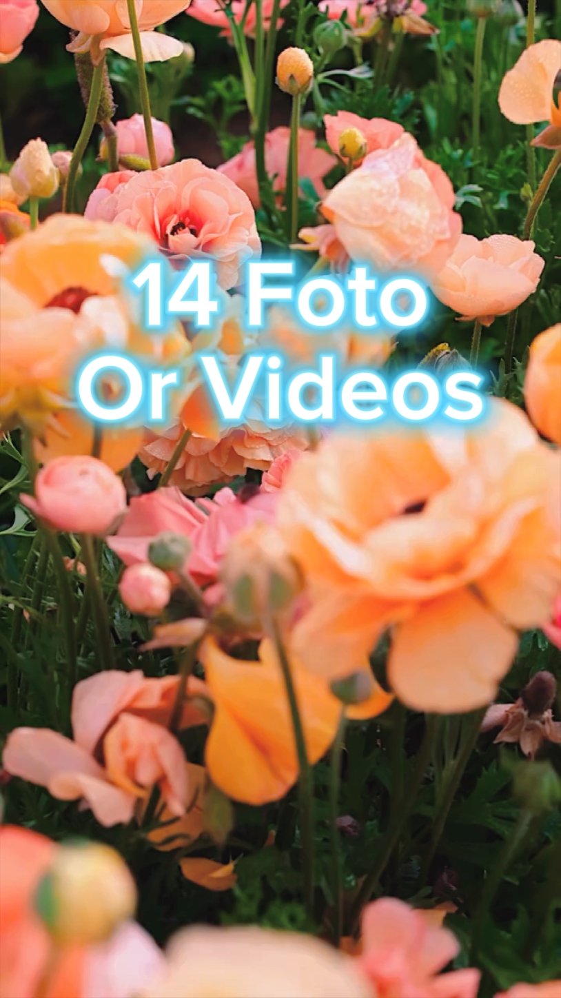 14 Foto Diapositiva