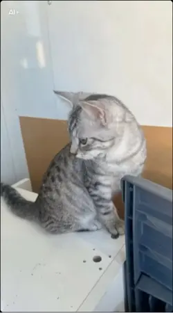 Chaton yuki