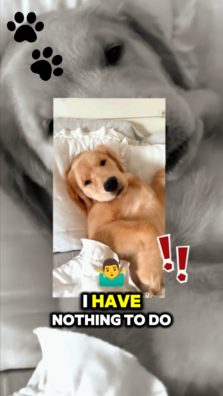 내 애완동물