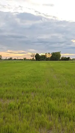 ทุ่งนาสีเขียว