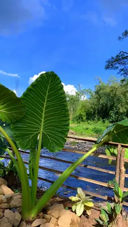 🍃