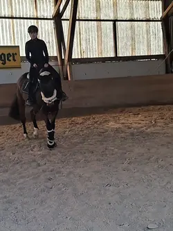 HORSE SLOMO