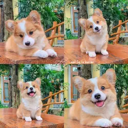 corgi