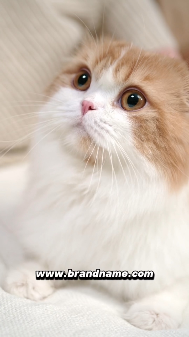 Sevimli Kedi Eğlenceli Upbeat Stopmotion TikTok Stili