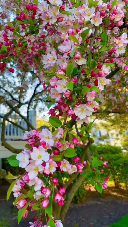 Lindas flores 