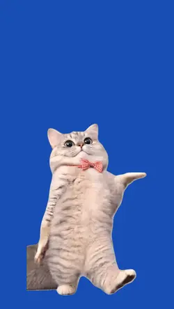 Cat/Gato.
