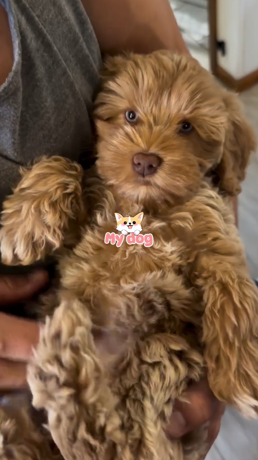 Mi perro