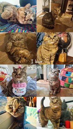 Cat birthday my pets