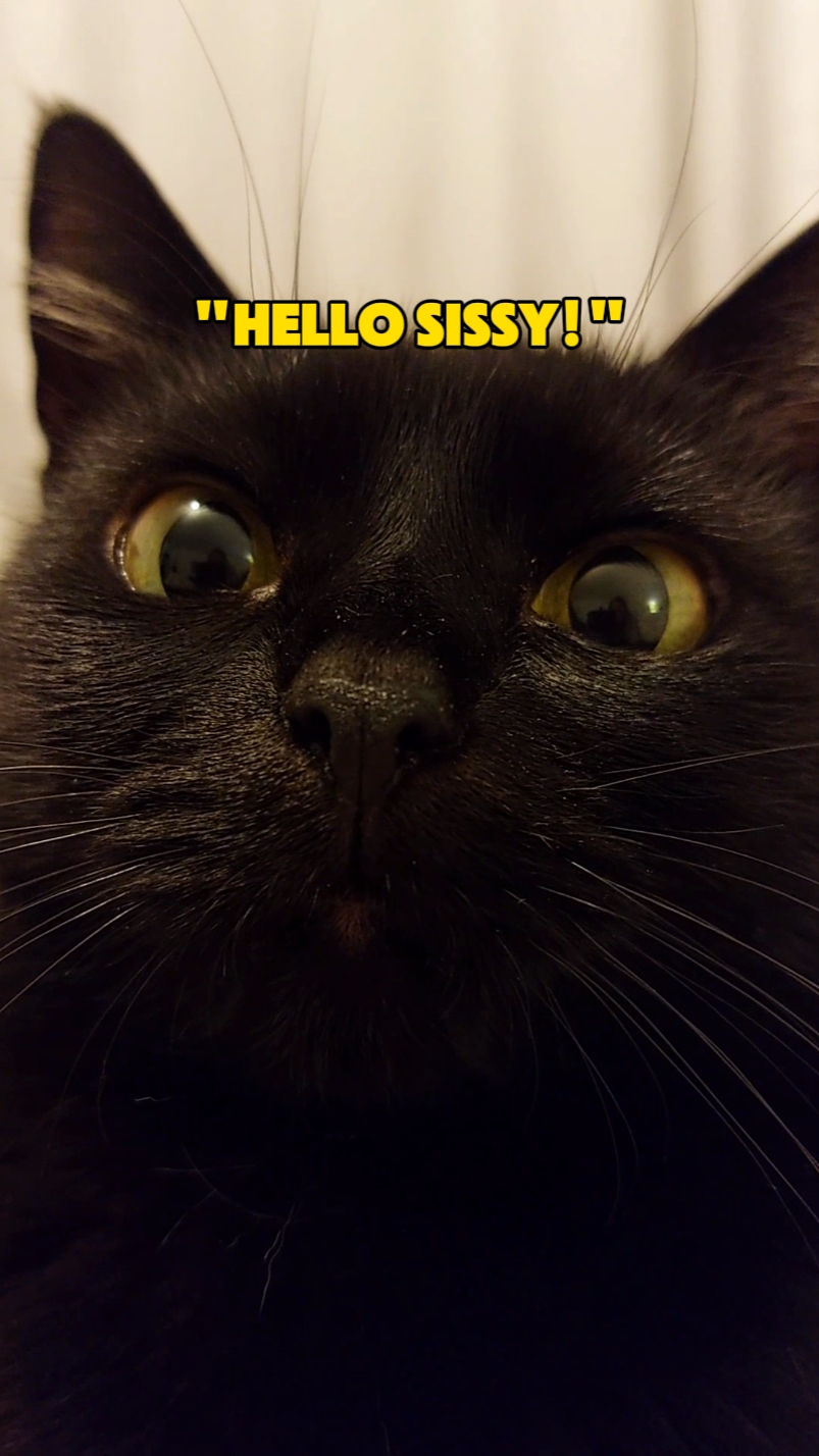 Bonjour SISSY