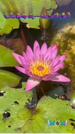 孟婆賜我一碗忘情湯