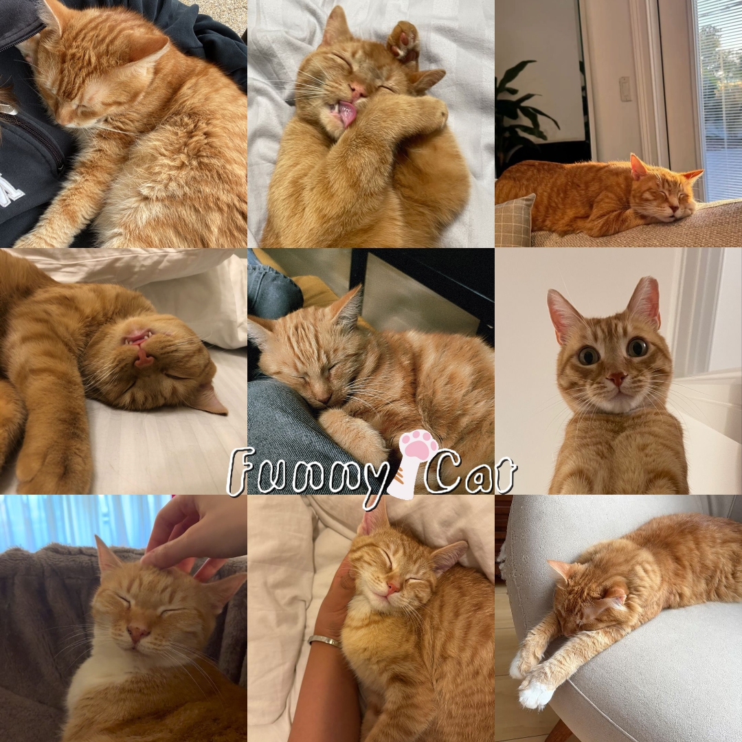 Lustige Katze