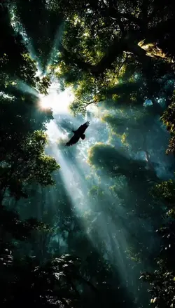 Forest Canopy