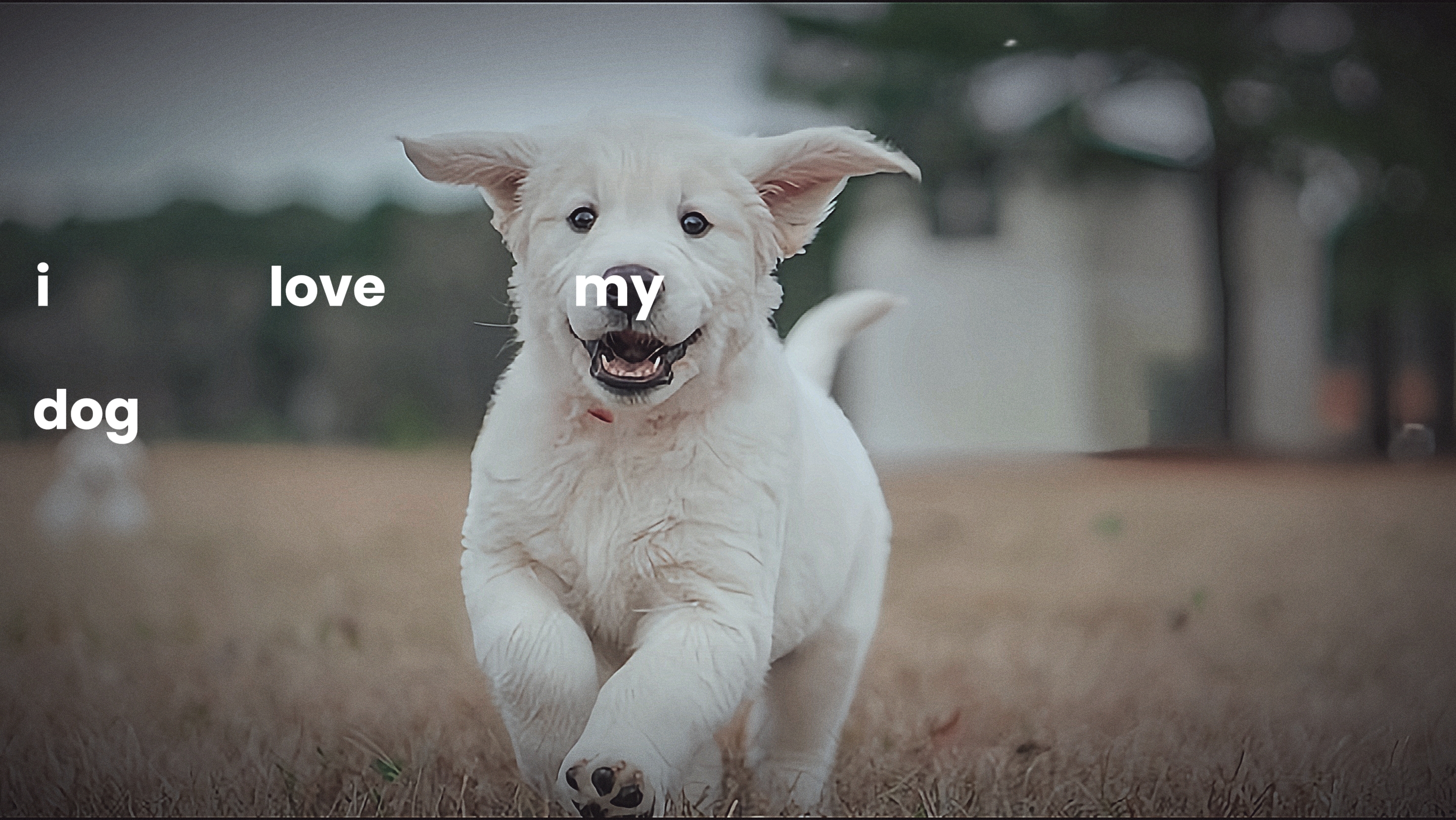 J'aime mon chien