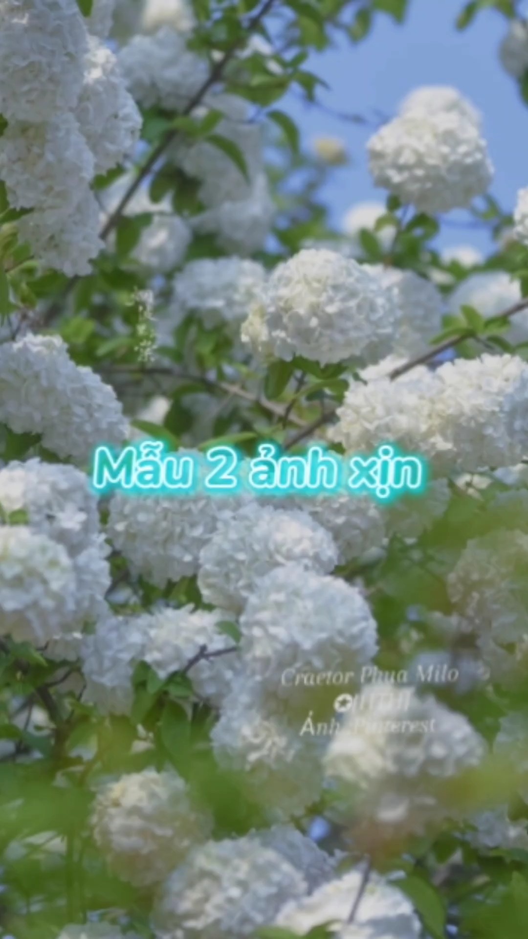Mẫu 2 ảnh xịn 
