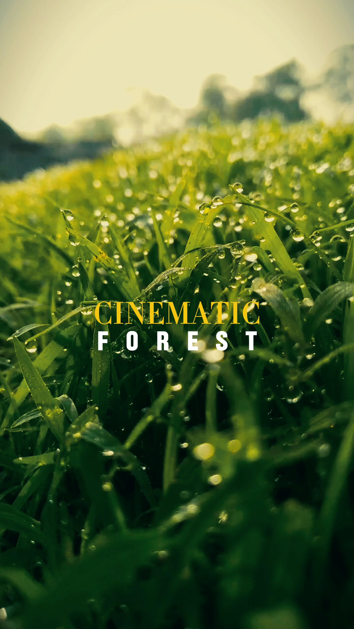BOSQUE CINEMÁTICO