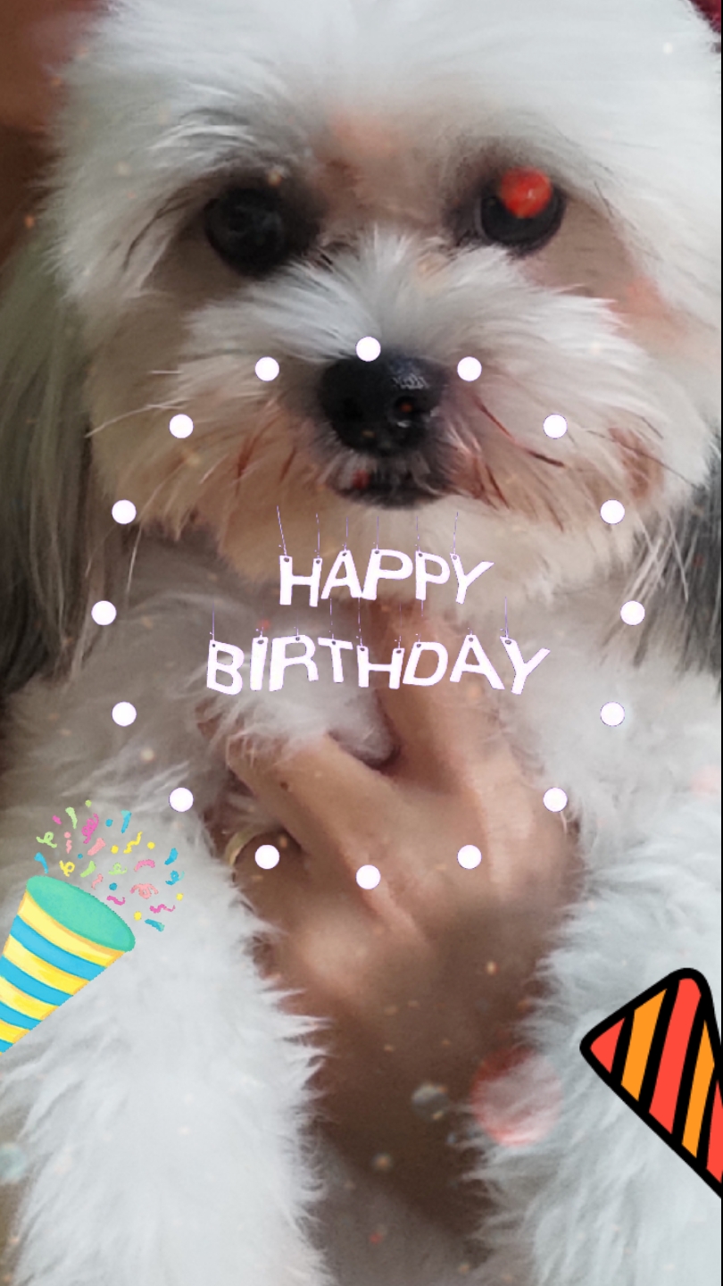 애완동물 생일