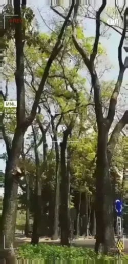 新威國家公園～桃花心木步道
