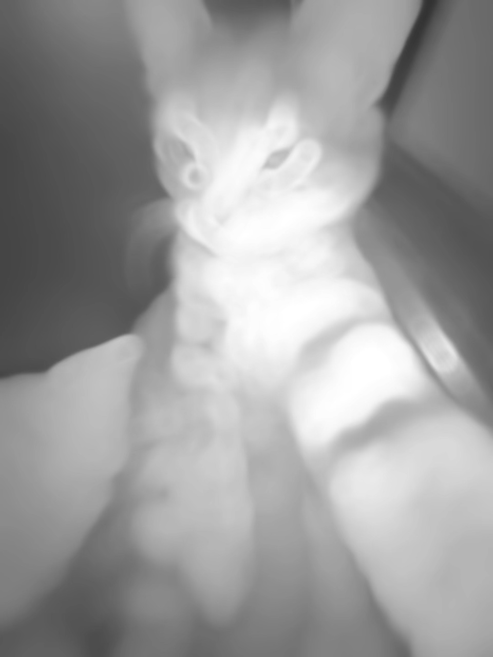 Kedi Rizz