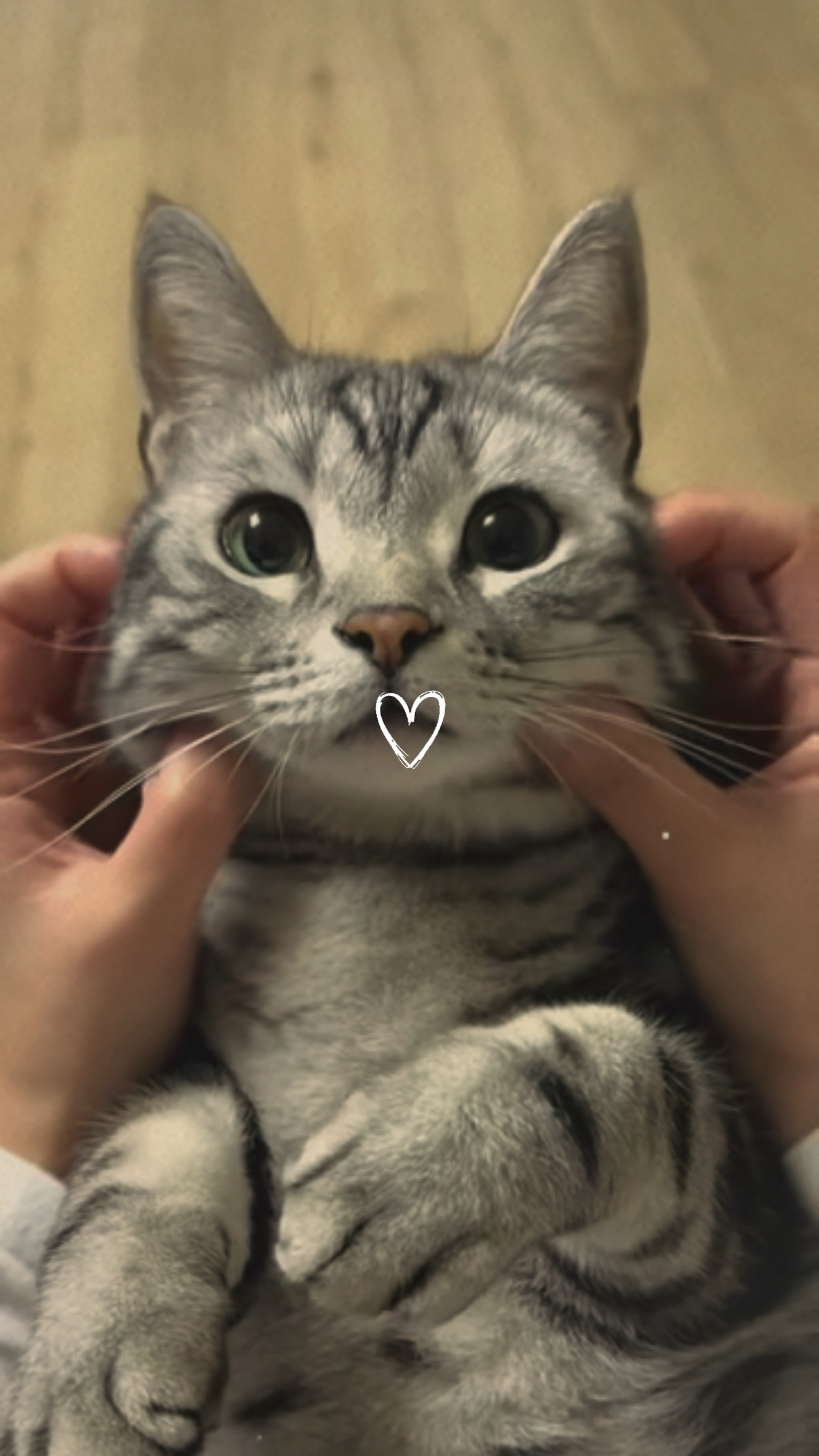 Meu gato