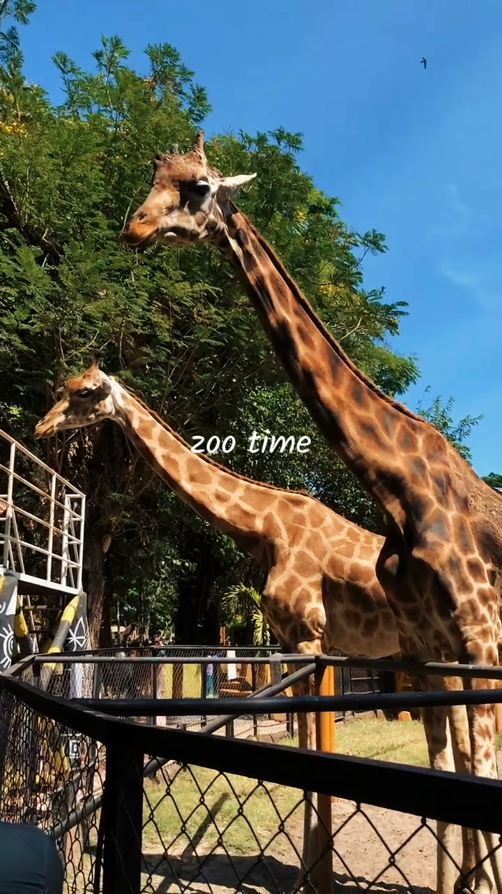 zoo time