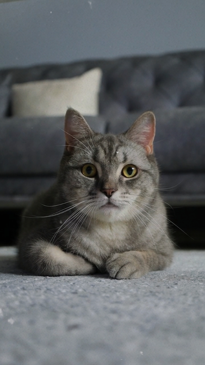 gato