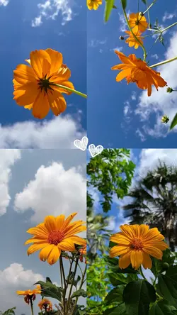 flowers collage 