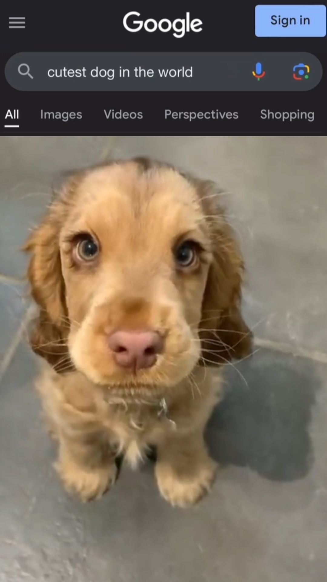 El Perro Más Lindo Del 🌎