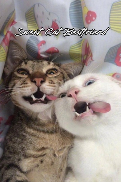 Sweet Cats