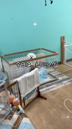 トリミングでポロリ！
