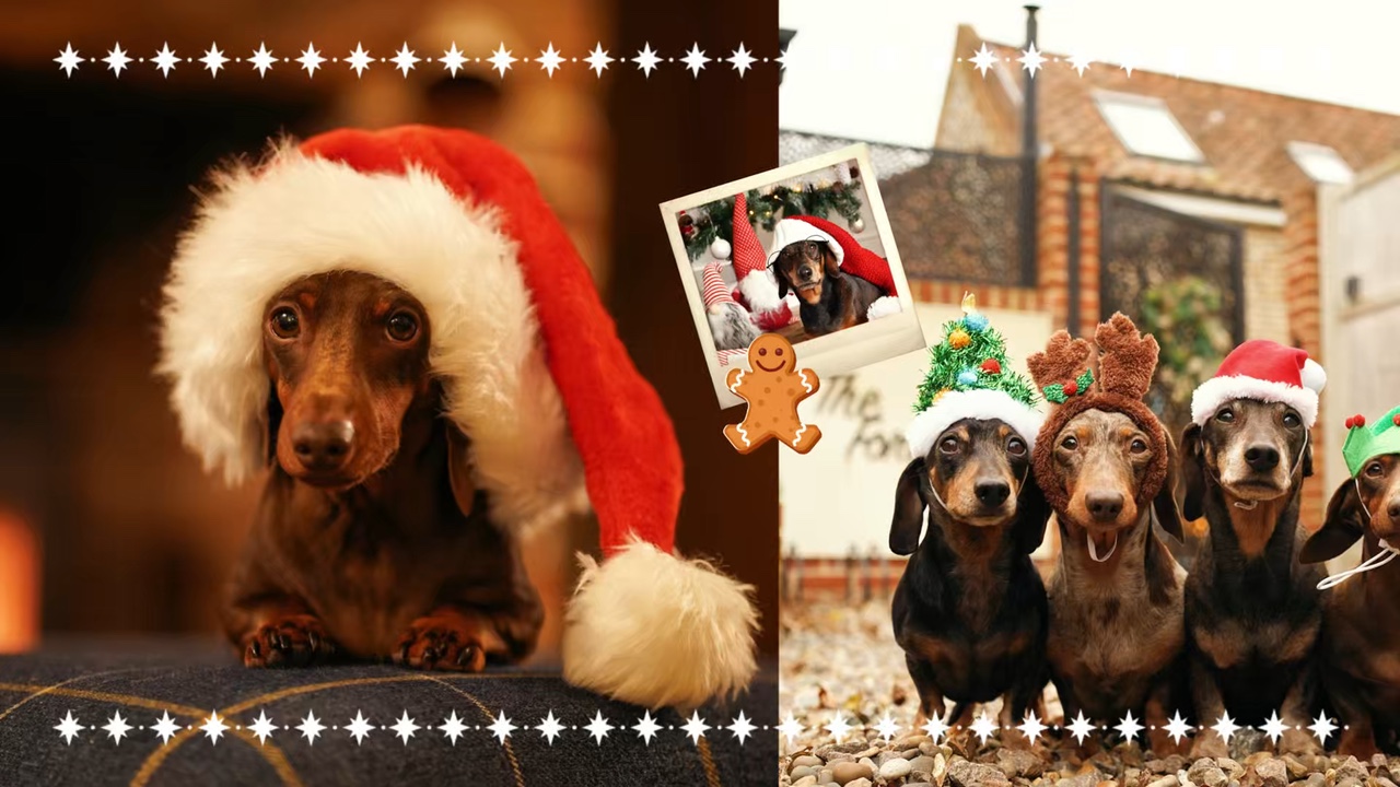 Frohe Weihnachten Hund