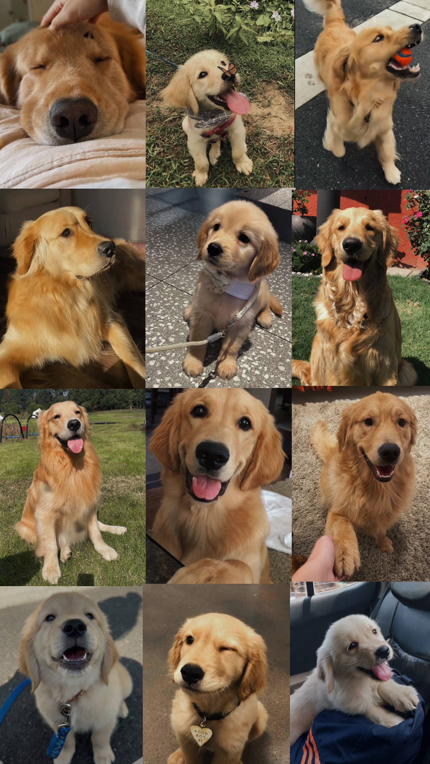 Mein Hund