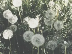 𝑙ittle  a n g e l ಣ