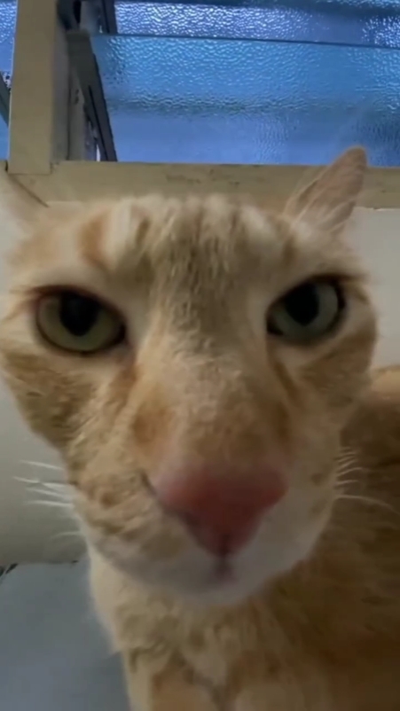 Gato Besando 