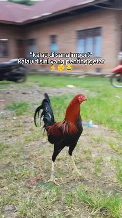 story ayam