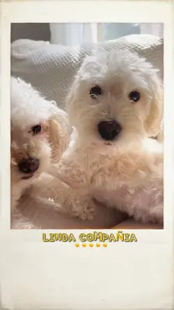 ✨🫠LINDA COMPAÑIA🩷✨
