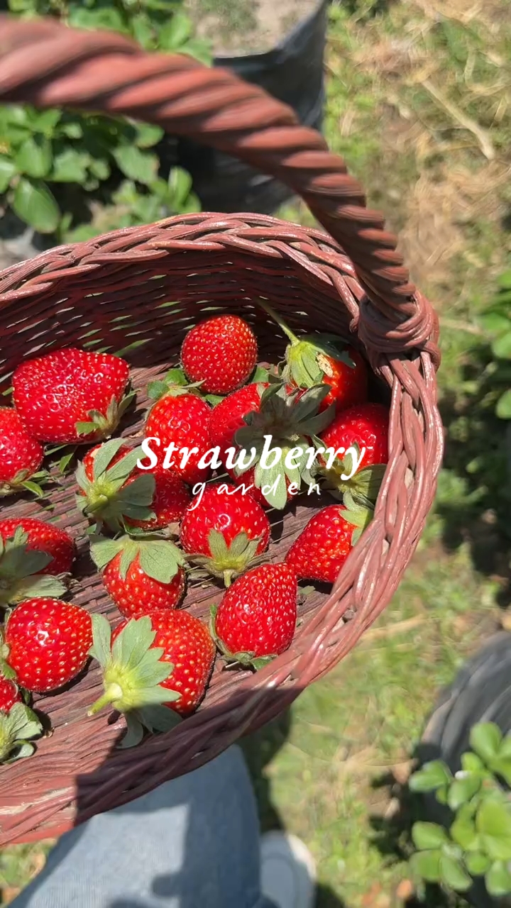 strawberry garden