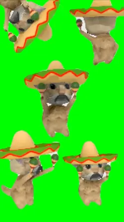 mexian cat dance 